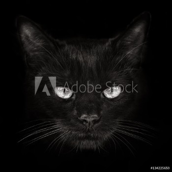 Bild på dark muzzle cat close-up front view